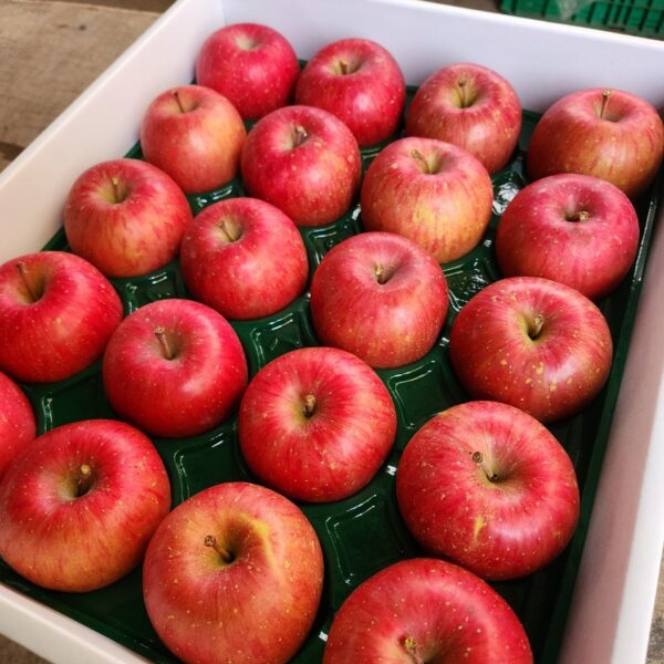 【Amazing Apple】サンふじ贈答品5kg‐11月下旬～順次発送‐